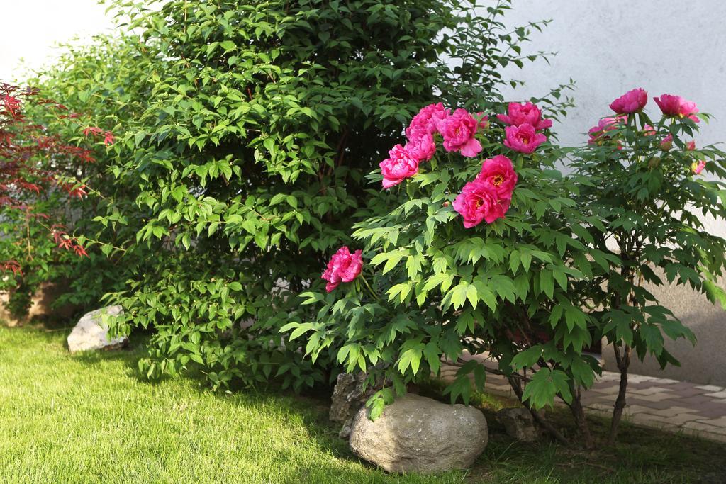 Casa Jasmine 호텔 브라쇼브 외부 사진